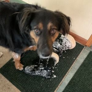 Meet your Posher, Sherry